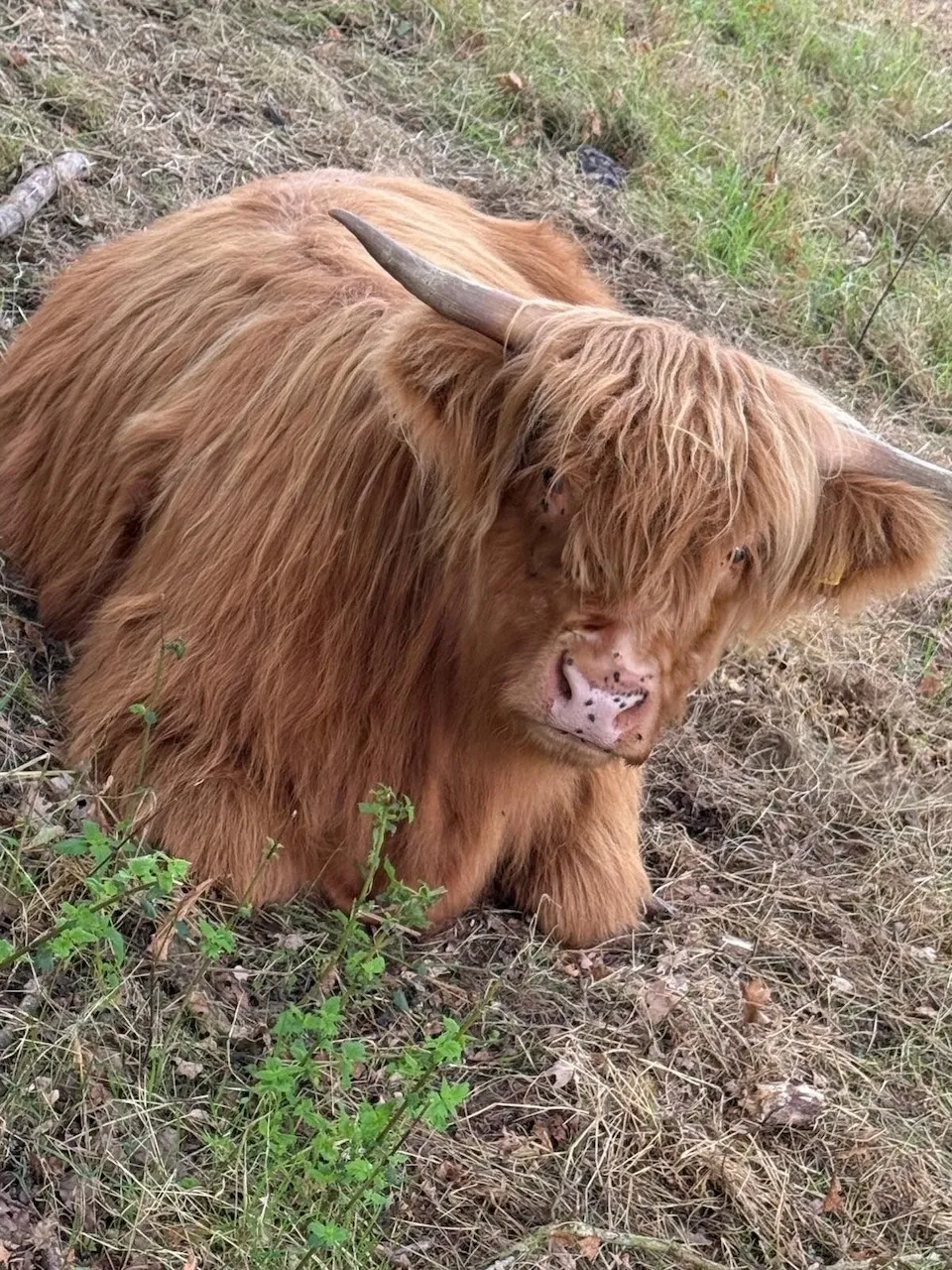 Friendly Highland cow